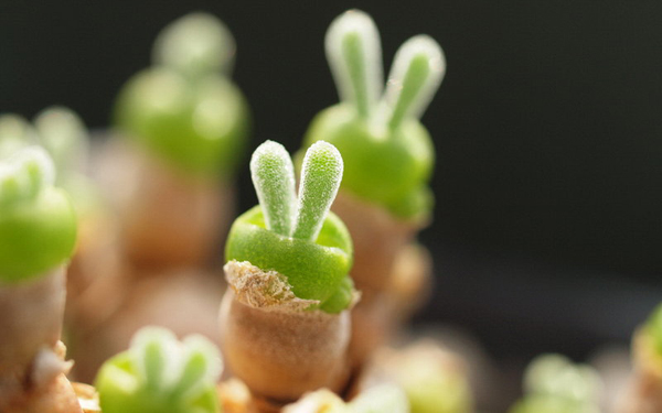 Hoa đá,sen đá,cây sen đá,cây hoa đá,hoa da,sen da