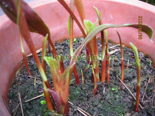 Cây Ngải Năm Ông,cây ngải năm ông, công dụng cây ngải năm ông, tác dụng chữa bệnh của cây ngải năm ông, cay ngai nam ong,cây ngải, cây ngải chàng, cây ngải nàng, cây ngải nàng năm ông,