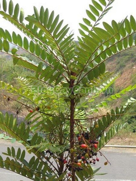 Cây Mật Nhân (Cây bá bệnh),cây mật nhân, họ thanh thất Simaroubaceae, Crassula pinnata Lour, chi Eurycoma, Eurycoma longifolia Jack, hình ảnh cây mật nhân, cây mật nhân chữa bệnh, công dụng cây mật nhân, cay mat nhan, cây bá bệnh, cây bách bệnh,