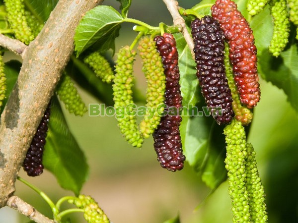 Cây Dâu Quả Dài,cây dâu quả dài, hình ảnh cây dâu quả dài, công dụng của cây dâu quả dài, cây dâu trái dài, cây dâu quả dài Đài Loan, cây dâu đài loan, cay dau qua dai,
