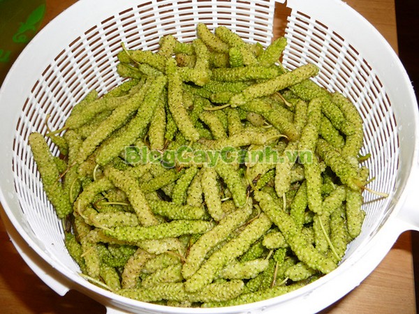 Cây Dâu Quả Dài,cây dâu quả dài, hình ảnh cây dâu quả dài, công dụng của cây dâu quả dài, cây dâu trái dài, cây dâu quả dài Đài Loan, cây dâu đài loan, cay dau qua dai,