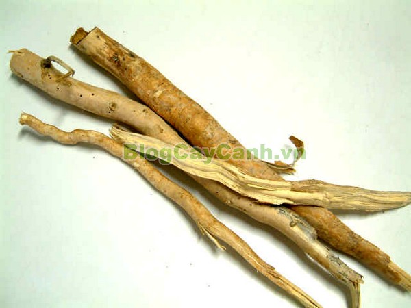 Cây Mật Nhân (Cây bá bệnh),cây mật nhân, họ thanh thất Simaroubaceae, Crassula pinnata Lour, chi Eurycoma, Eurycoma longifolia Jack, hình ảnh cây mật nhân, cây mật nhân chữa bệnh, công dụng cây mật nhân, cay mat nhan, cây bá bệnh, cây bách bệnh,