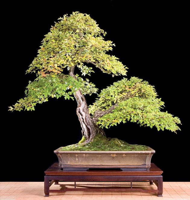 Bonsai Châu Âu - Những tác phẩm đỉnh cao