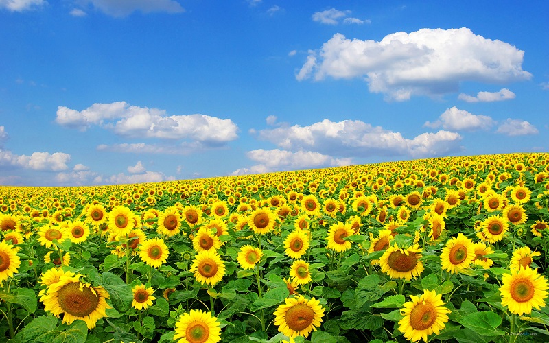 Cánh đồng hoa hướng dương - sunflower