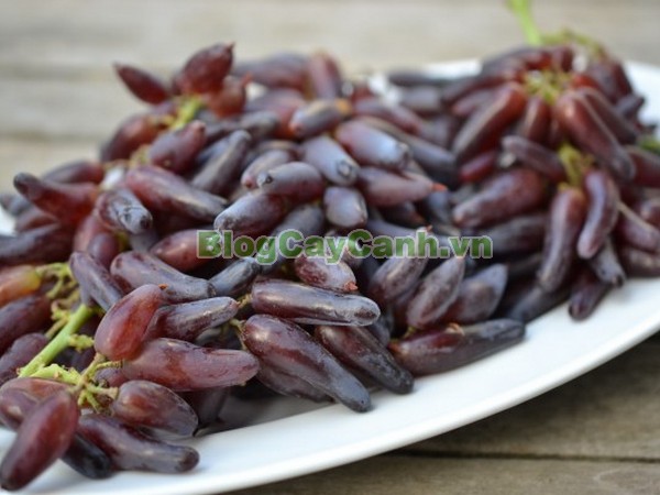 Cây Nho Phù Thủy (Cây nho ngón tay),cây nho phù thủy, finger grape, hình ảnh cây nho phù thủy, cây nho phù thủy đẹp, cay nho phu thuy, nho phù thủy, cây nho ngón tay, cây nho phù thủy hình ngón tay,