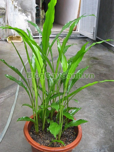 Cây Ngải Năm Ông,cây ngải năm ông, công dụng cây ngải năm ông, tác dụng chữa bệnh của cây ngải năm ông, cay ngai nam ong,cây ngải, cây ngải chàng, cây ngải nàng, cây ngải nàng năm ông,