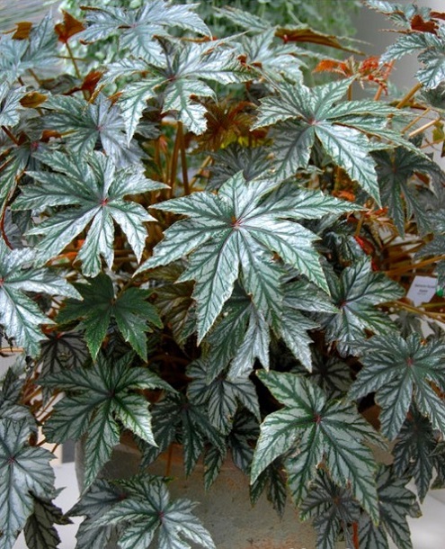 Thu hải đường,thu hải đường lá phong,Begonia,Begoniaceae,hoa Kim Chính Nhật,cây hoa đẹp