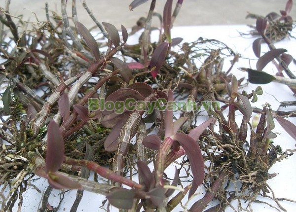 Cây Thạch Hộc Tía,công dụng cây thạch hộc tía, cây thạch hộc tía, cay thach hoc tia, cây thuốc thạch hộc tía,Dendrobium officinale Kimura et Migo, chi thạch hộc, họ lan, họ Orchidaceae,