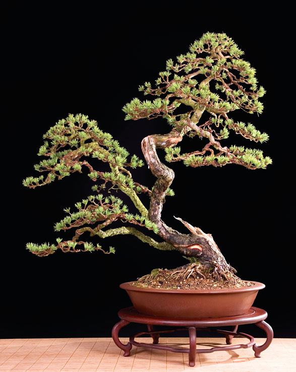 Bonsai Châu Âu - Những tác phẩm đỉnh cao