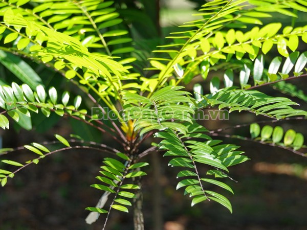 Cây Mật Nhân (Cây bá bệnh),cây mật nhân, họ thanh thất Simaroubaceae, Crassula pinnata Lour, chi Eurycoma, Eurycoma longifolia Jack, hình ảnh cây mật nhân, cây mật nhân chữa bệnh, công dụng cây mật nhân, cay mat nhan, cây bá bệnh, cây bách bệnh,