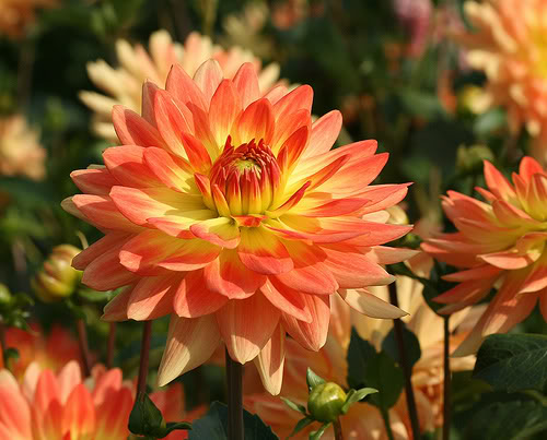 Thược dược,hoa thược dược,Dahlia variabilis Desf,họ cúc,Asteraceae,hoa tướng,ý nghĩa hoa thược dược,truyền thuyết hoa thược dược