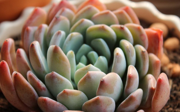 Hoa đá,sen đá,cây sen đá,cây hoa đá,hoa da,sen da