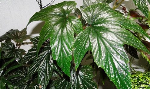 Thu hải đường,thu hải đường lá phong,Begonia,Begoniaceae,hoa Kim Chính Nhật,cây hoa đẹp