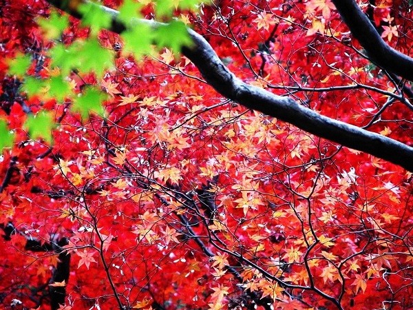 Cây Phong ở Hương Sơn - Trung Quốc