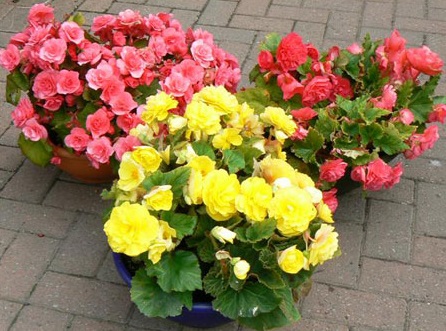 Thu hải đường,Begonia,Begoniaceae,hoa Kim Chính Nhật,cây hoa đẹp