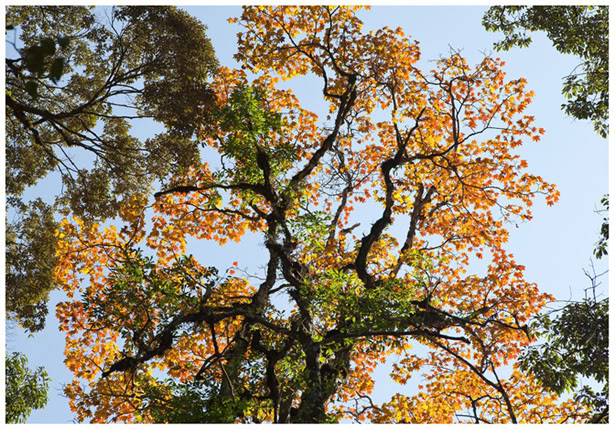 Cây Phong ở Phan Xi Păng - Lào Cai - Việt Nam