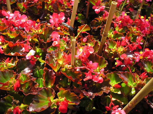 Thu hải đường,Begonia,Begoniaceae,hoa Kim Chính Nhật,cây hoa đẹp