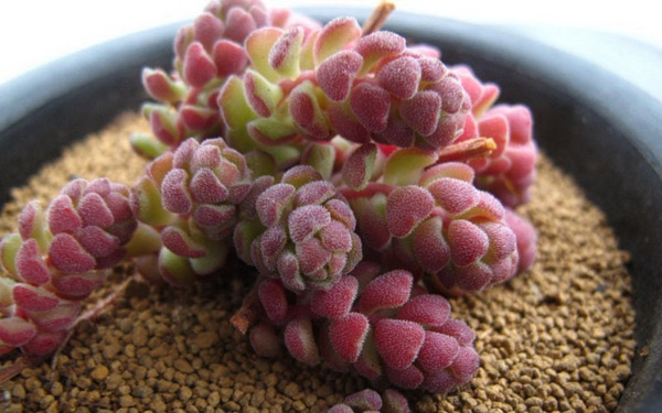 Hoa đá,sen đá,cây sen đá,cây hoa đá,hoa da,sen da