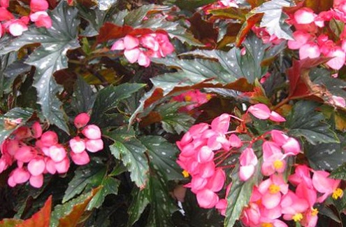 Thu hải đường,thu hải đường lá phong,Begonia,Begoniaceae,hoa Kim Chính Nhật,cây hoa đẹp