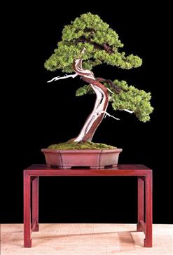 Bonsai Châu Âu - Những tác phẩm đỉnh cao