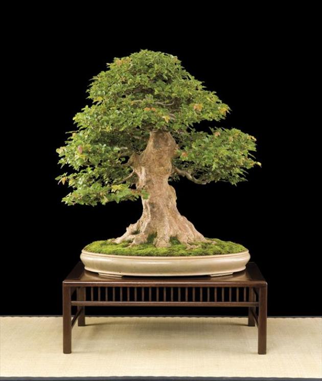 Bonsai Châu Âu - Những tác phẩm đỉnh cao