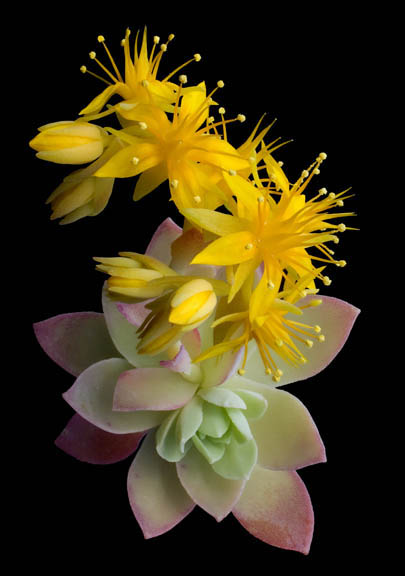 Hoa đá,sen đá,cây sen đá,cây hoa đá,hoa da,sen da