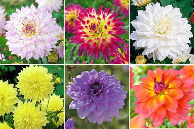 Thược dược,hoa thược dược,Dahlia variabilis Desf,họ cúc,Asteraceae,hoa tướng,ý nghĩa hoa thược dược,truyền thuyết hoa thược dược