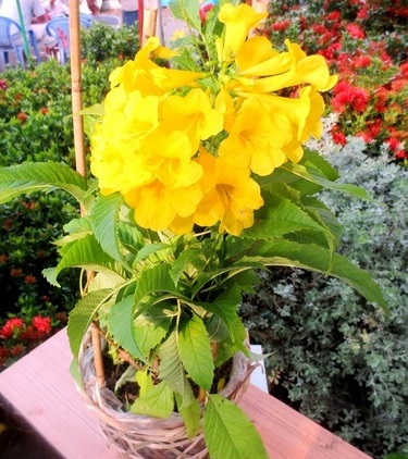 Cây hoa chuông vàng