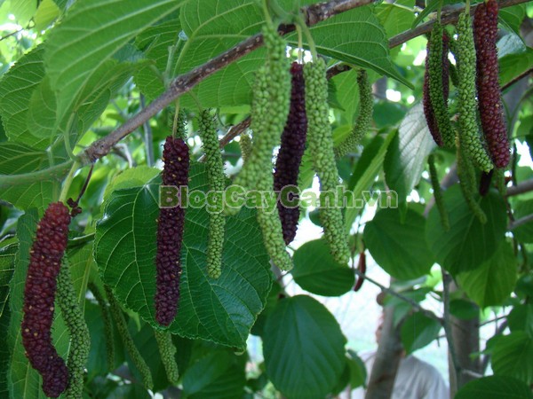 Cây Dâu Quả Dài,cây dâu quả dài, hình ảnh cây dâu quả dài, công dụng của cây dâu quả dài, cây dâu trái dài, cây dâu quả dài Đài Loan, cây dâu đài loan, cay dau qua dai,