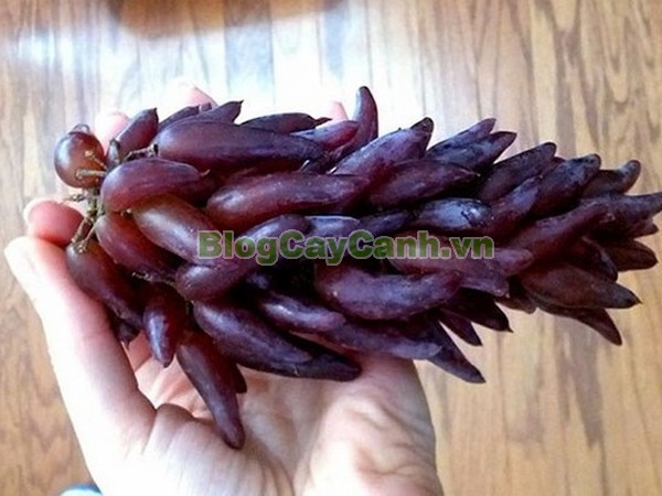 Cây Nho Phù Thủy (Cây nho ngón tay),cây nho phù thủy, finger grape, hình ảnh cây nho phù thủy, cây nho phù thủy đẹp, cay nho phu thuy, nho phù thủy, cây nho ngón tay, cây nho phù thủy hình ngón tay,