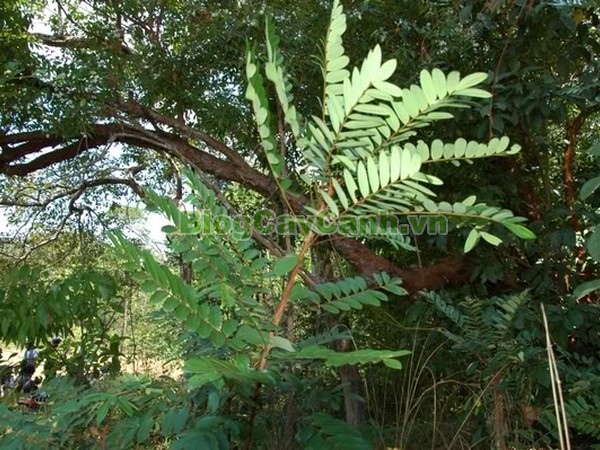 Cây Mật Nhân (Cây bá bệnh),cây mật nhân, họ thanh thất Simaroubaceae, Crassula pinnata Lour, chi Eurycoma, Eurycoma longifolia Jack, hình ảnh cây mật nhân, cây mật nhân chữa bệnh, công dụng cây mật nhân, cay mat nhan, cây bá bệnh, cây bách bệnh,