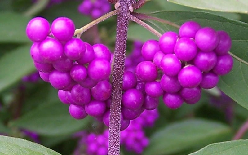 Tử châu,tử châu lá nhỏ,cây thuốc ké,Callicarpa dichotoma,cỏ roi ngựa,Verbenaceae,họ hoa môi,Lamiaceae,chi tử châu,chi nàng nàng,chi tu hú,Callicarpa