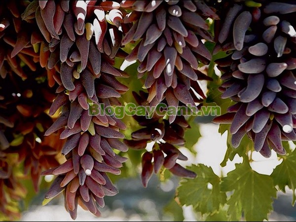 Cây Nho Phù Thủy (Cây nho ngón tay),cây nho phù thủy, finger grape, hình ảnh cây nho phù thủy, cây nho phù thủy đẹp, cay nho phu thuy, nho phù thủy, cây nho ngón tay, cây nho phù thủy hình ngón tay,