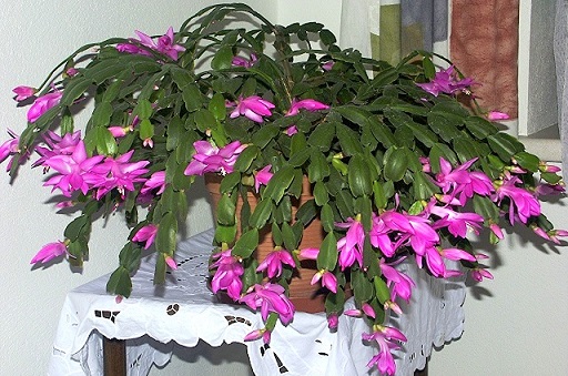 Hoa càng cua,hoa nhật quỳnh,hoa tiểu quỳnh,lan huỳnh,lan càng cua,Zygocactus truncatus (Hax) Moran,Christmas Cactus