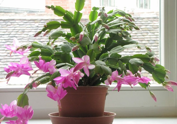 Hoa càng cua,hoa nhật quỳnh,hoa tiểu quỳnh,lan huỳnh,lan càng cua,Zygocactus truncatus (Hax) Moran,Christmas Cactus