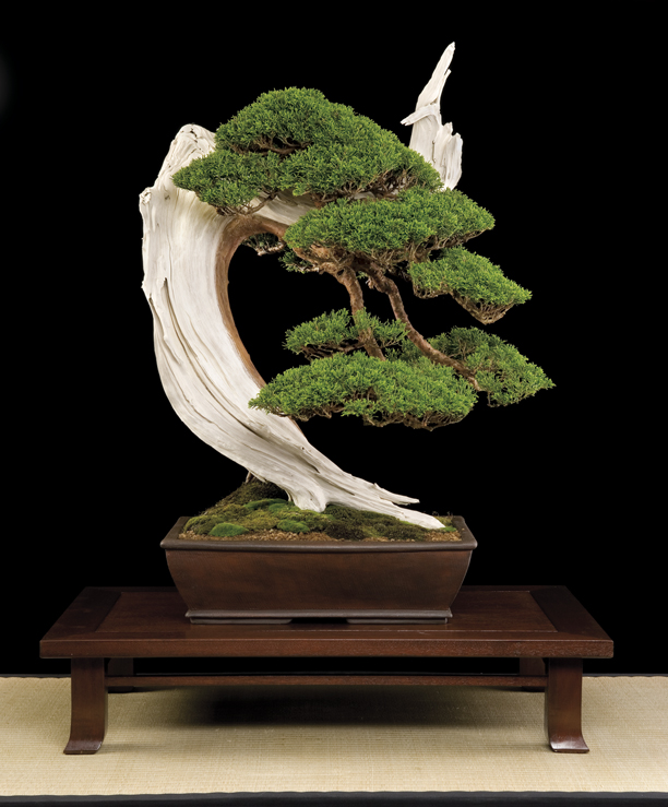 Bonsai Châu Âu - Những tác phẩm đỉnh cao