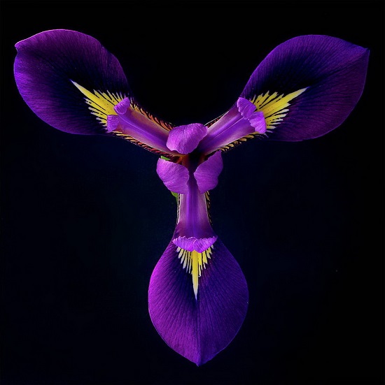 Hoa diên vĩ - iris