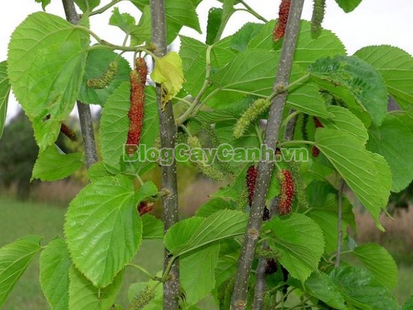 Cây Dâu Quả Dài,cây dâu quả dài, hình ảnh cây dâu quả dài, công dụng của cây dâu quả dài, cây dâu trái dài, cây dâu quả dài Đài Loan, cây dâu đài loan, cay dau qua dai,