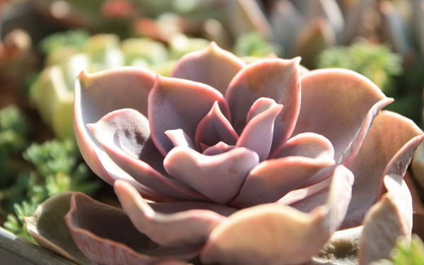 Hoa đá,sen đá,cây sen đá,cây hoa đá,hoa da,sen da