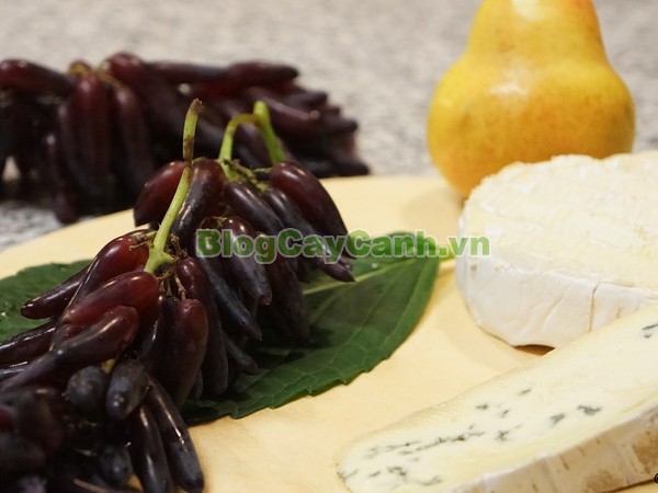 Cây Nho Phù Thủy (Cây nho ngón tay),cây nho phù thủy, finger grape, hình ảnh cây nho phù thủy, cây nho phù thủy đẹp, cay nho phu thuy, nho phù thủy, cây nho ngón tay, cây nho phù thủy hình ngón tay,