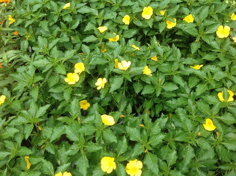 Đông hầu vàng,hoa dừa vàng,Turnera ulmifolia