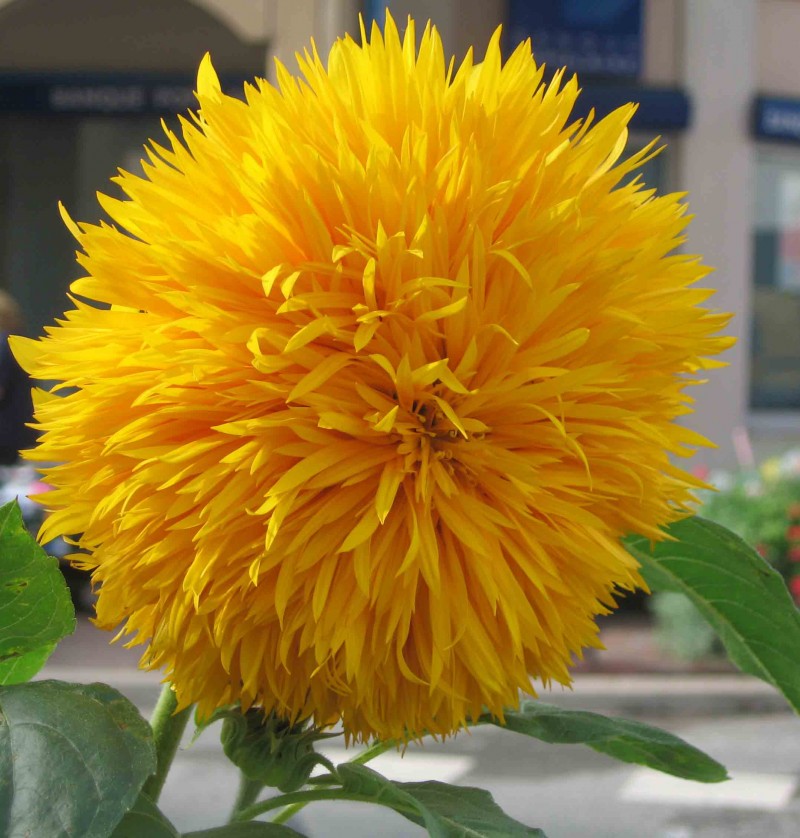 Hoa hướng dương,hoa huong duong,hoa quỳ,y nghia cua hoa huong duong,Helianthus annuus,Asteraceae,inflorescence,sunflower