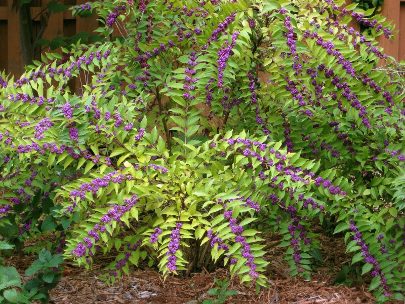Tử châu,tử châu lá nhỏ,cây thuốc ké,Callicarpa dichotoma,cỏ roi ngựa,Verbenaceae,họ hoa môi,Lamiaceae,chi tử châu,chi nàng nàng,chi tu hú,Callicarpa