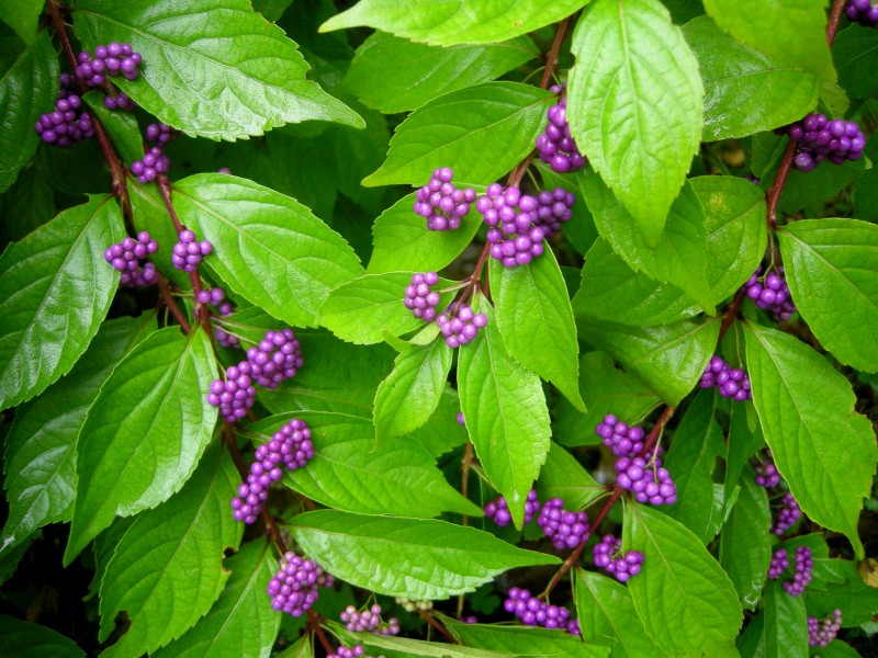 Tử châu,tử châu lá nhỏ,cây thuốc ké,Callicarpa dichotoma,cỏ roi ngựa,Verbenaceae,họ hoa môi,Lamiaceae,chi tử châu,chi nàng nàng,chi tu hú,Callicarpa