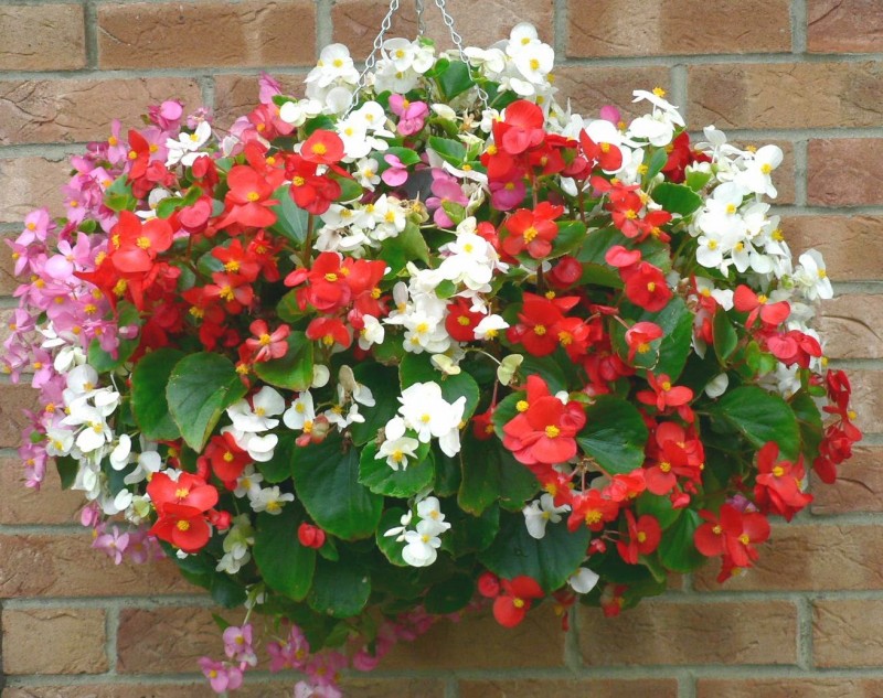 Thu hải đường,Begonia,Begoniaceae,hoa Kim Chính Nhật,cây hoa đẹp