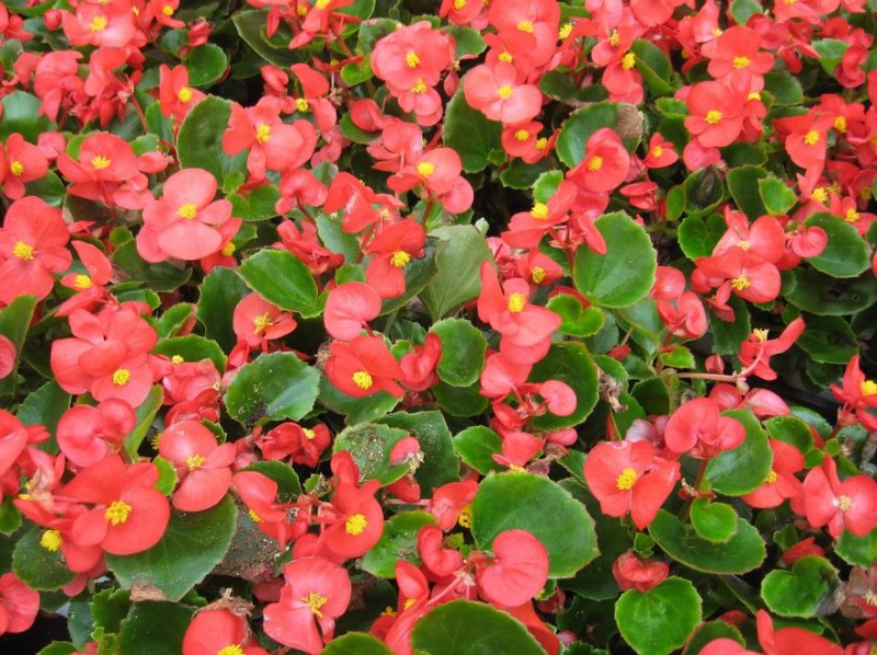 Thu hải đường,Begonia,Begoniaceae,hoa Kim Chính Nhật,cây hoa đẹp