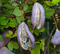 Mộc thông,họ mộc thông,họ luân tôn,Lardizabalaceae,Mộc thông