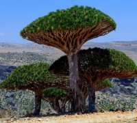 Cây máu rồng,máu rồng,cây Long Huyết,Dracaena Cinnabari,Dragon Blood Tree,Dam al-Akhawain,Cây Máu rồng