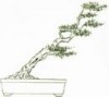 Thế cây Xiêu phong,thế cây xuy phong,thế nghinh phong,thế nghiêng trước gió,thế cây,cây cảnh,Thế cây Xiêu phong ( Xuy phong, nghinh phong )
