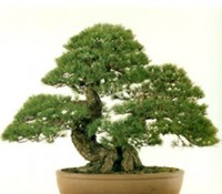 Thế cây,dáng cây,cây cảnh,thập toàn,cây cảnh cổ,bonsai,Dáng thế thập toàn cây cảnh cổ